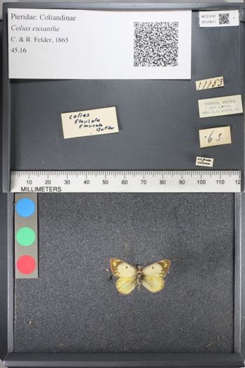 Media type: image;   Entomology 124611